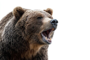 Portrait of a brown bear on a white background