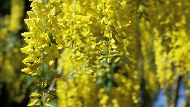 Close up view of laburnum anagyroides, common laburnum, golden chain or golden rain tree, showcasing its vibrant yellow flowers.