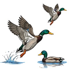 Obraz premium Mallard Flight & Glide