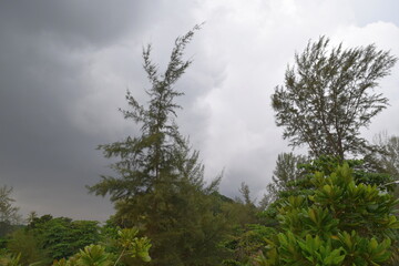 Trees and clouds. Karon Beach, Phuket, Thailand.	