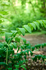 Rhizomatous perennial plant Polygonatum multiflorum.