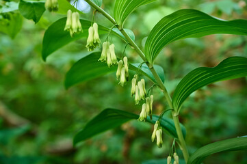 Rhizomatous perennial plant Polygonatum multiflorum.