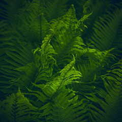 Young green fern in forest. Beautiful green young fern stems and leaves (Pteridophyta, Filicopsida). Green background.
