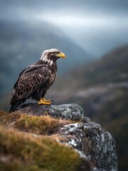 Fototapeta premium Eagle soars in misty mountains nature photography wild environment