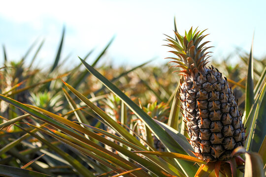 Sweet, juicy pineapples growing on the Sunshine Coast, QLD.
