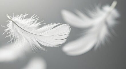 Fototapeta premium Floating White Feathers Graceful and Serene