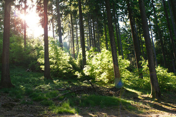 Die Abendsonne scheint in den Wald: der Fuchstanz im Taunus