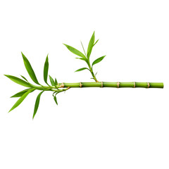 Fototapeta premium Vibrant Bamboo Branch Against a Transparent Background