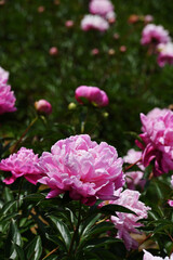 Obraz premium ピンク色のシャクヤク