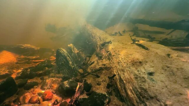 Freshwater pearl mussels half-buried (Margaritifera margaritifera) in a river bed in the wild. Estonia.