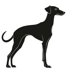 Obraz premium Silhouette of Greyhound Dog Standing in Profile View