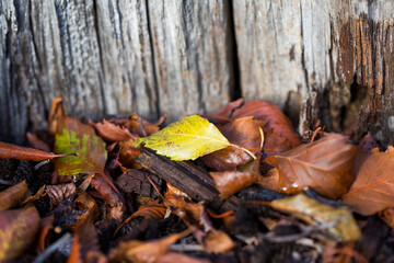 Single yellow leaf among brown leaves and timber at autumn time