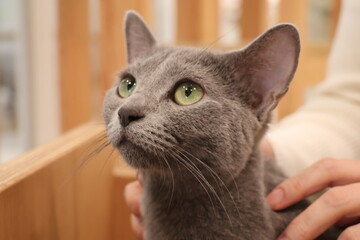 ロシアンブルーの子猫