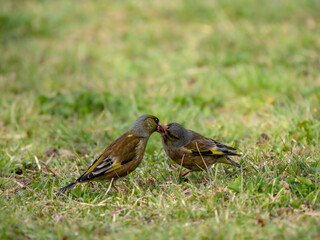 森で地面に降りて食べ物を探していたカワラヒワのペアの感動的な求愛給餌のシーン