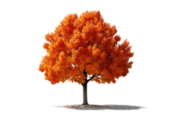 Autumnal Majesty: A vibrant deciduous tree, ablaze in fiery orange hues, stands as a solitary symbol of nature's seasonal transformation.  A celebration of autumn's breathtaking display of colors.