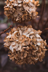 Withered  brown petals of hydrangea flower