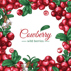 Frame of cowberry berries and leaves on an isolated background. Free space for text.