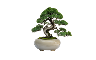 Elegant bonsai tree with a twisted trunk in a ceramic pot on a white background