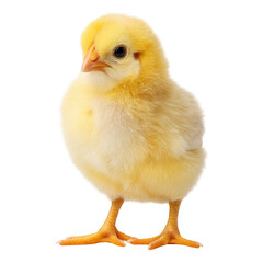 Obraz premium Natural farmyard photography innocent rooster chick with fluffy yellow feathers, isolated on transparent background
