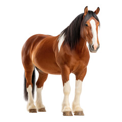 Obraz premium Majestic draft horse muscular legs and feathered hooves in tranquil farm setting, isolated on transparent background