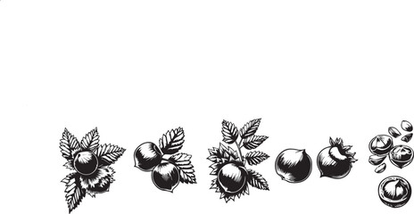 Set of hazelnut vector illustrations - hand drawn hazelnut - black and white hazelnut isolated.