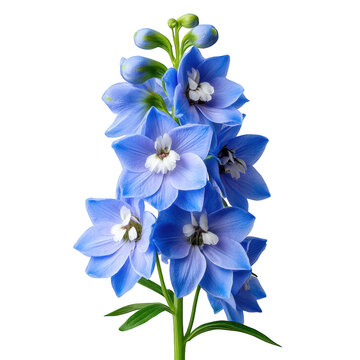Admiring blue delphinium flower stalks in nature botanical photography vertical alignment, isolated on transparent background