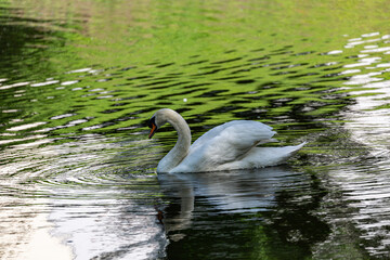 White mute swan swimming in lake