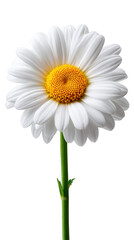 Naklejka premium Stunning white daisy with yellow center in perfect radial display floral photography, isolated on transparent background