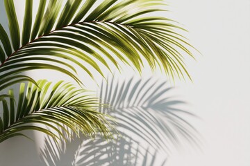 Obraz premium Leaves Cast Beautiful Shadows on a Soft White Background in Serene Composition Generative AI