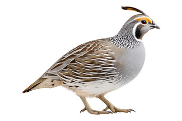 Obraz premium Compact plumage display alert quail in natural wildlife habitat photography, isolated on transparent background