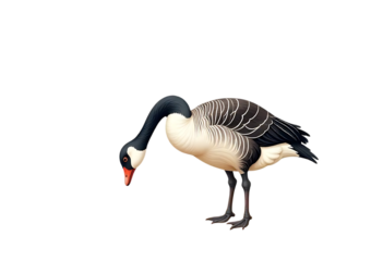 Elegant Canada Goose Illustration Detailed Bird Artwork