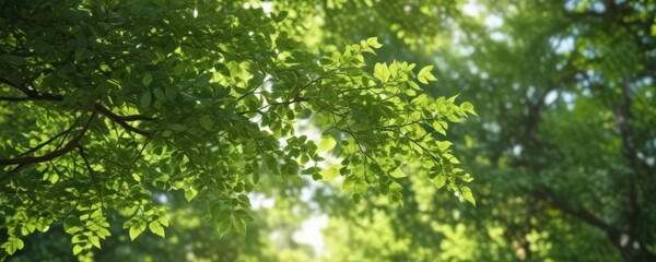 Blurred green leaves, dappled sunlight, soft focus, lush foliage,  wild,  blurry,  environment
