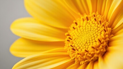 Closeup flower colored in Illuminating yellow on gray background - colors of the year 2021. Natural banner with main trend concept.