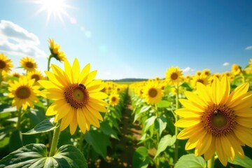 Sun-drenched French field, vibrant yellow sunflowers, busy bees, blue sky , meadow, bright, summer