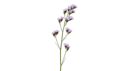 Obraz premium Single Stem of Light Purple Statice Flowers Isolated on Black Background