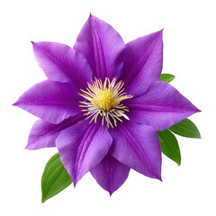 Close-up of vibrant purple clematis flower in garden photography, isolated on transparent background