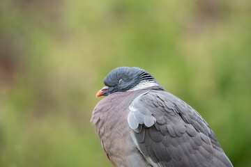 Close-up of a wood pigeon with closed eyes. Sleeping or resting wild bird