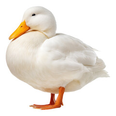 Obraz premium Serene plump white duck in tranquil nature a close-up animal photography, isolated on transparent background
