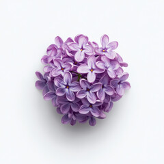 Fototapeta premium Light lavender lilac flower with tightly packed petals on white background emphasizing delicate structure and subtle fragrance