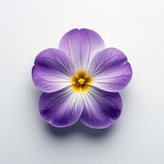 Obraz premium Light purple primrose flower with soft rounded petals and yellow center on white background emphasizing delicate form and natural elegance