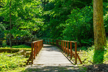 Forest trees near the bridge. Wooden bridge across the river among forest trees.
