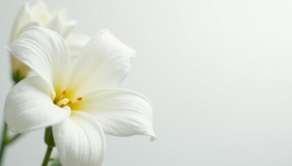 Delicate white flower petals, soft focus, pure white backdrop, shadow, texture
