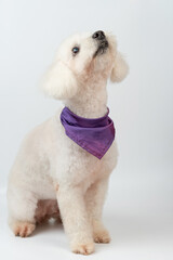 Looking up poodle dog