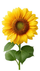 Naklejka premium Radiant sunflower blooms in nature's garden vibrant floral portraits outdoor serenity, isolated on transparent background