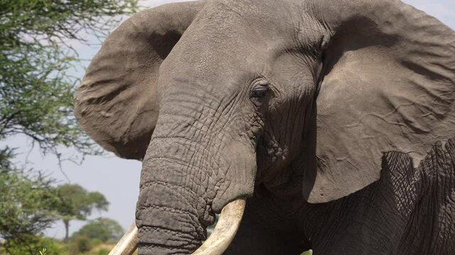 Close up video of a wild African elephant in the Serengeti, Tanzania, showing detailed facial features, trunk and ear during a safari wildlife encounter.
