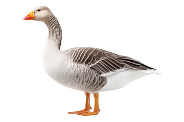 Obraz premium Goose with arched neck lakeside wildlife photography natural habitat side view feather detail, isolated on transparent background