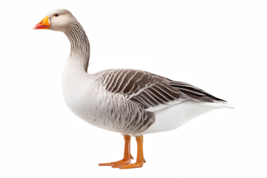 Goose with arched neck lakeside wildlife photography natural habitat side view feather detail, isolated on transparent background