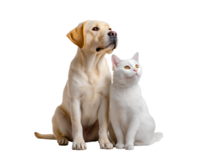 A happy labrador dog and white cat sitting together, looking up at the sky with their paws on their heads, isolated on a transparent background