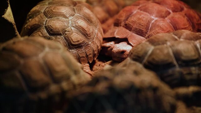 Land turtles are in a cave. Several turtles are looking for food and mating.