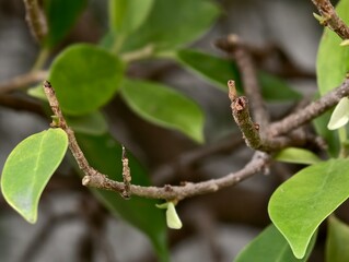 Close-Up View of Green Leaves and Twigs on a Branch with Soft Focus Background in Natural Setting